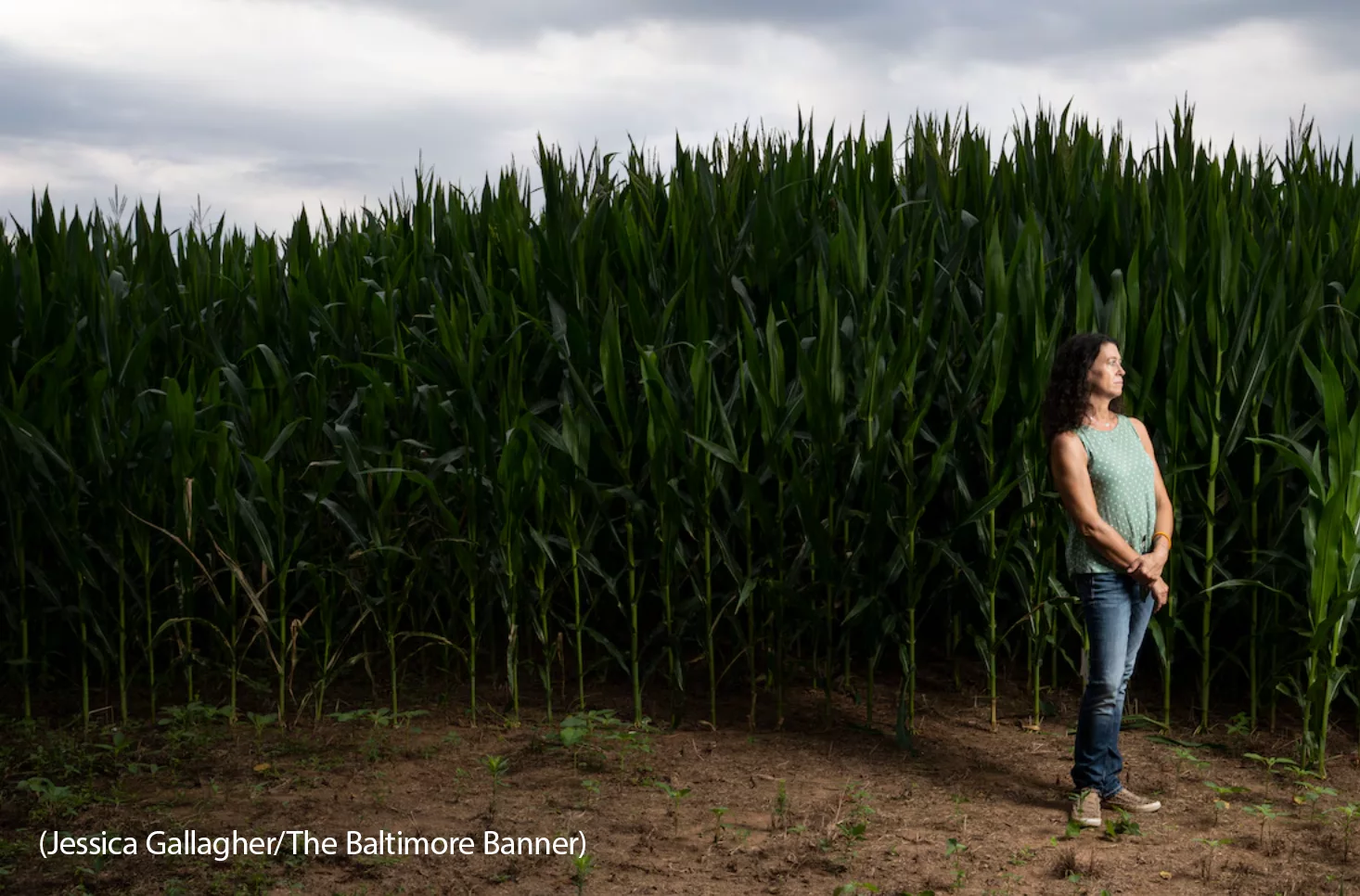 ICYMI: Baltimore Banner, “Heat and drought threaten Maryland farmers as grain prices plummet”